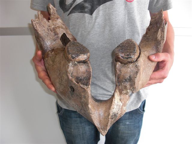 Mammoth Teeth